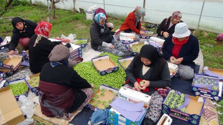 Silifke’de erik hasadı başladı