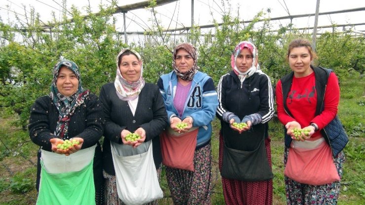 Silifke’de erik hasadı başladı