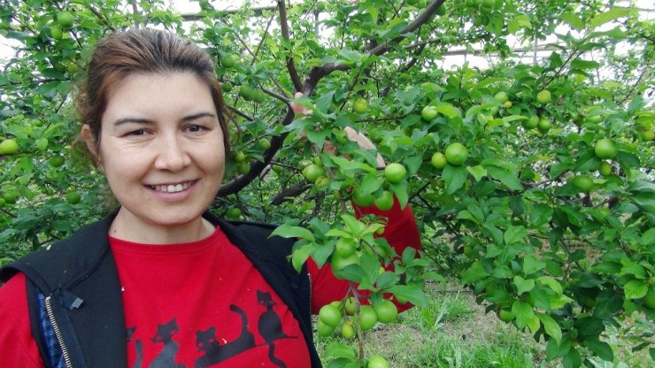 Silifke’de erik hasadı başladı