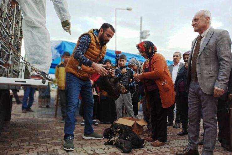80 aileye yumurta tavuğu dağıtıldı