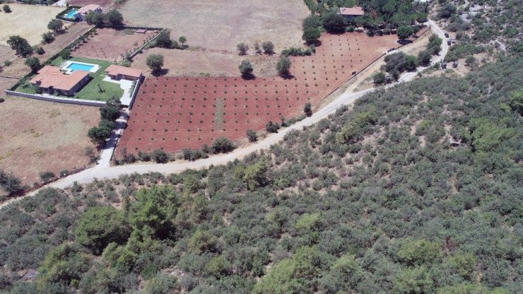 Sakız fidanı üretimine başlandı