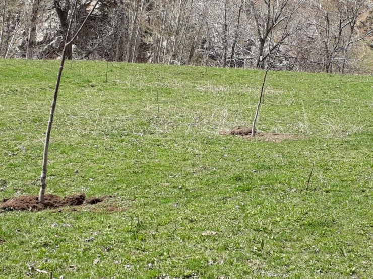 Sason’da kapama ceviz bahçesi almayı hak kazanan çiftçiler kura ile belirlendi