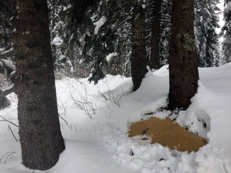 Giresun'da kar yağışının etkili olduğu bölgelere yaban hayvanları için yem bırakıldı
