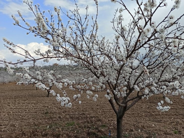 Kayısıda don riski üreticiyi endişelendiriyor