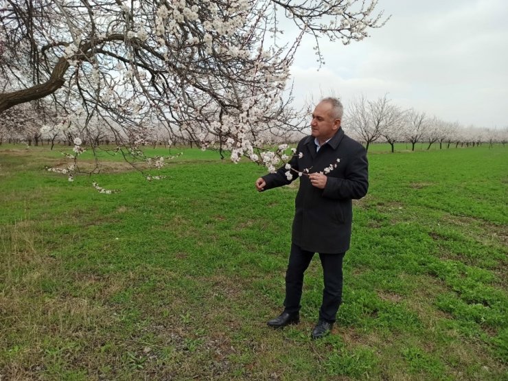 Kayısıda don riski üreticiyi endişelendiriyor