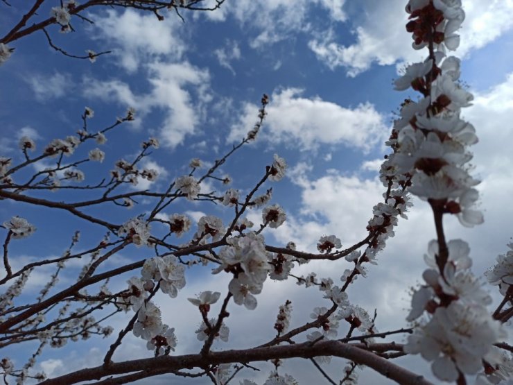 Kayısıda don riski üreticiyi endişelendiriyor