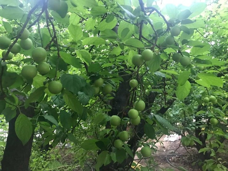 Eriğin kilosu 30 lira