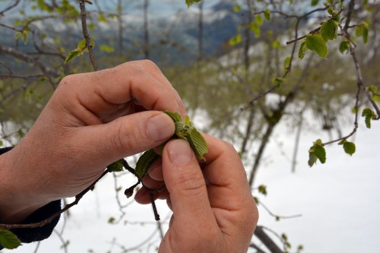Fındık üreticisinin zirai don endişesi