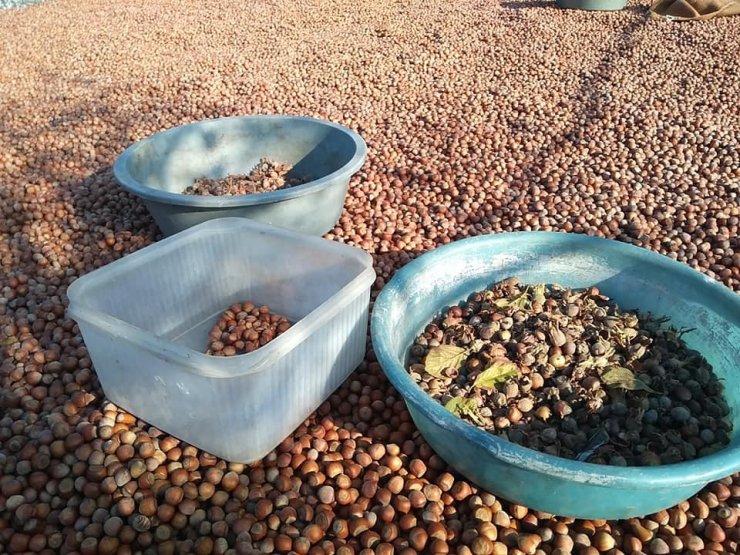 Alaplı’ya 14 Milyon lira Fındık destek parası