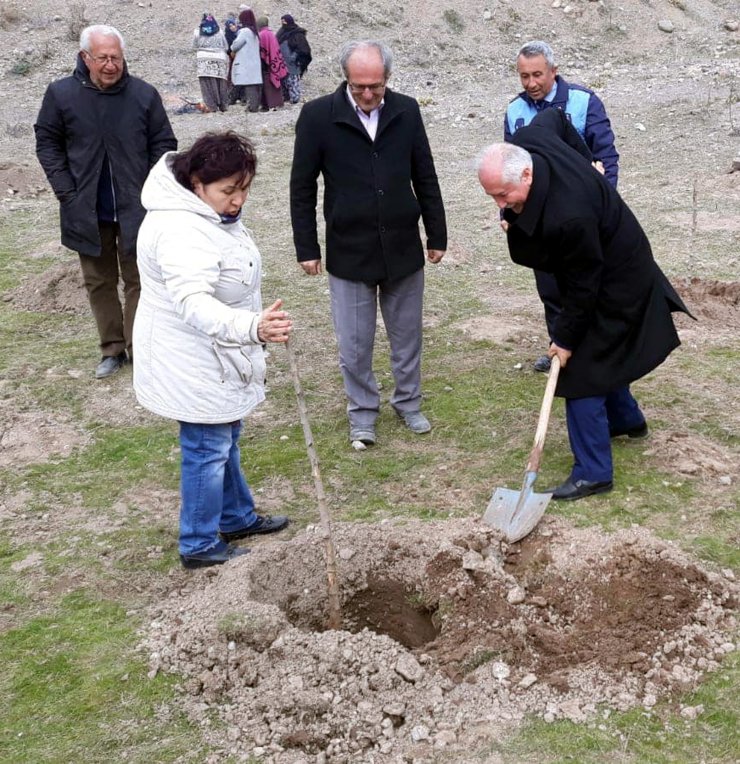 Güdül'de ipek böcekçiliği için dut fidanı dikildi
