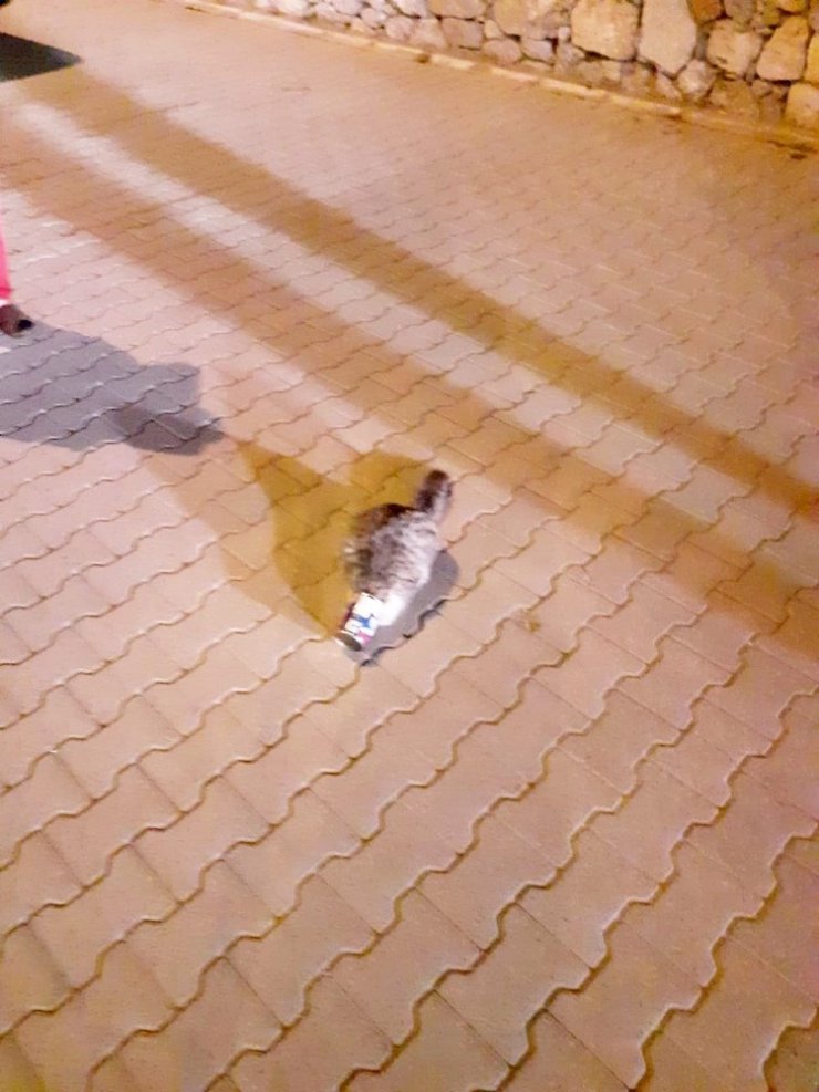 Mama kutusuna kafası sıkışan kediyi itfaiye ekipleri kurtardı