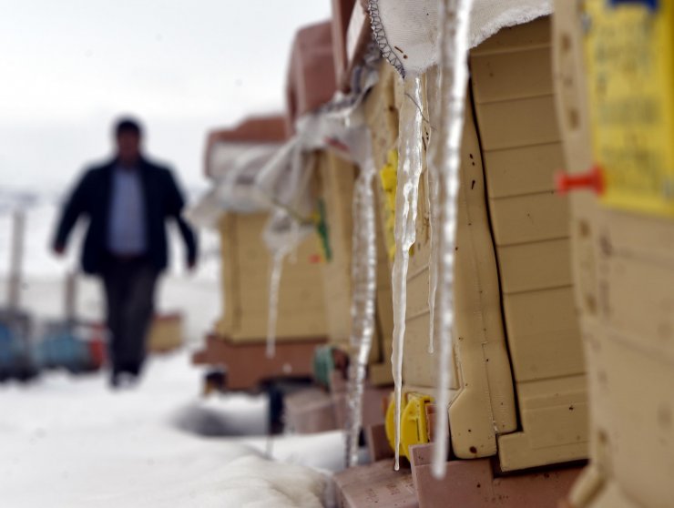 "Kara kış"ı kar altında geçiren "Kafkas arısı" bal verimini artırıyor