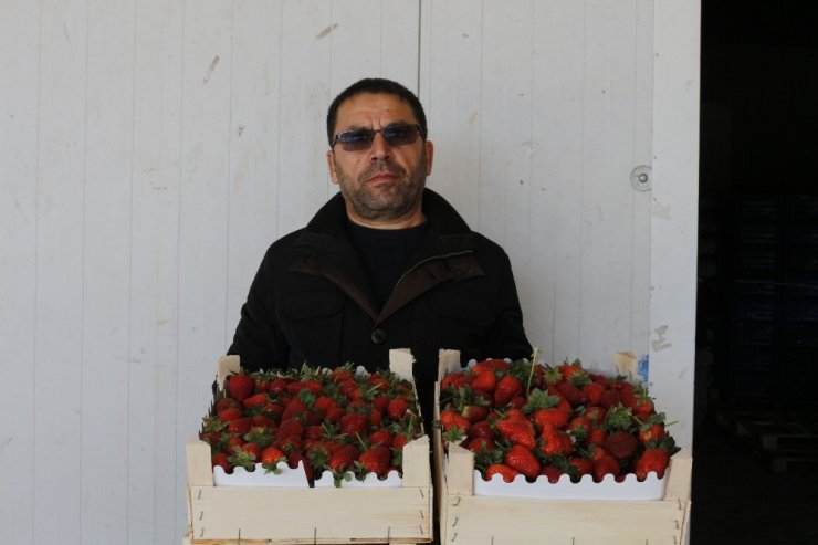 Korona virüs salgını, koruyucu kabuğu olmayan çileği vurdu