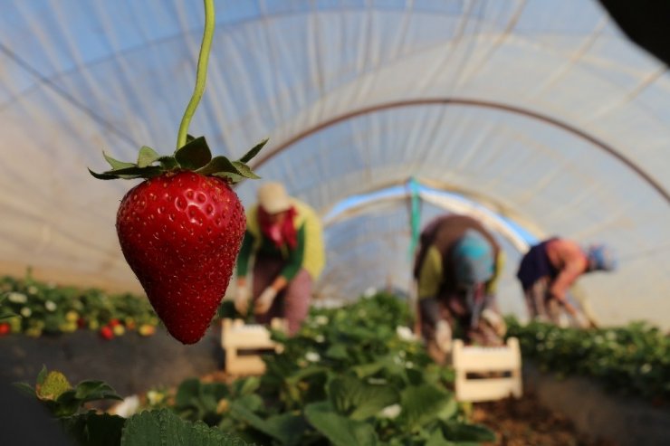 Korona virüs salgını, koruyucu kabuğu olmayan çileği vurdu