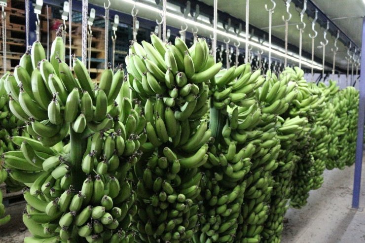 Okullarda muz tüketimine üreticilerden tam destek