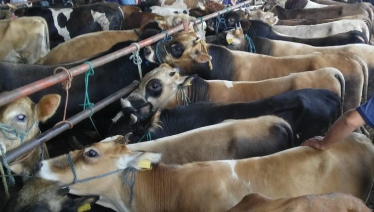 Samsun’da hayvan pazarları kapatıldı