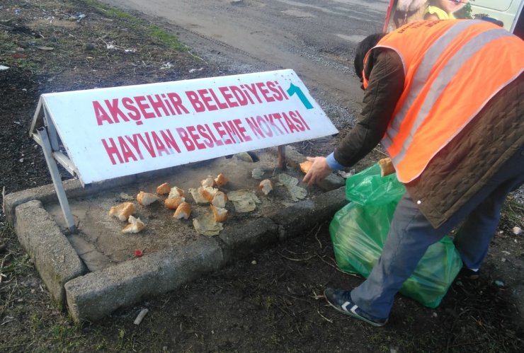 Akşehir'de sokak hayvanları unutulmadı