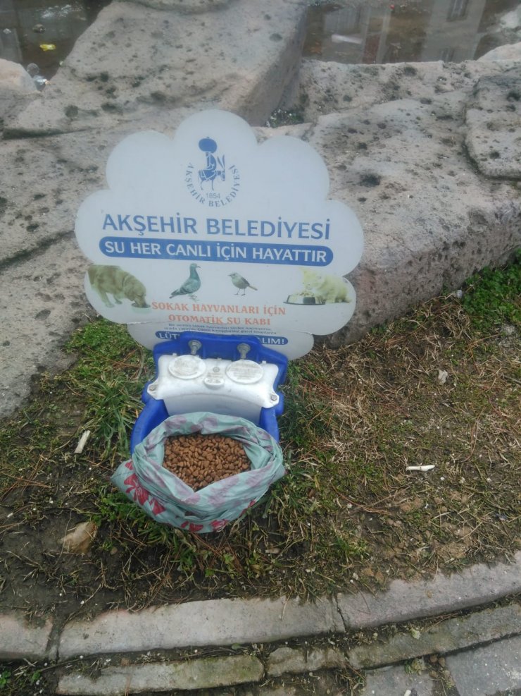 Akşehir'de sokak hayvanları unutulmadı