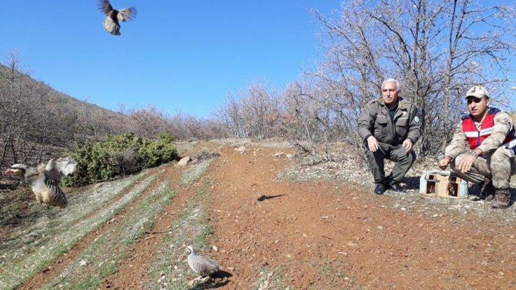 Yasadışı avda kullanılan keklikler doğaya bırakıldı