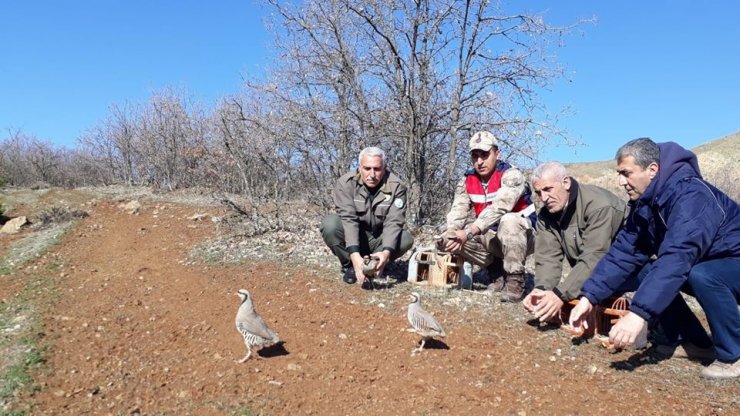 Yasadışı avda kullanılan keklikler doğaya bırakıldı