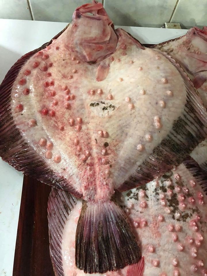 Kalkan balığının kilosu 230 TL