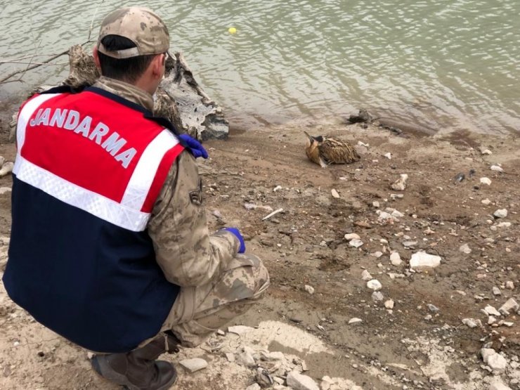Yaralı Balaban kuşuna jandarmadan şefkat eli