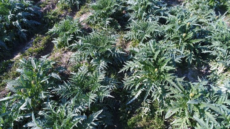 Korona virüse karşı enginar hasadı erken başladı