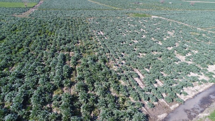 Korona virüse karşı enginar hasadı erken başladı