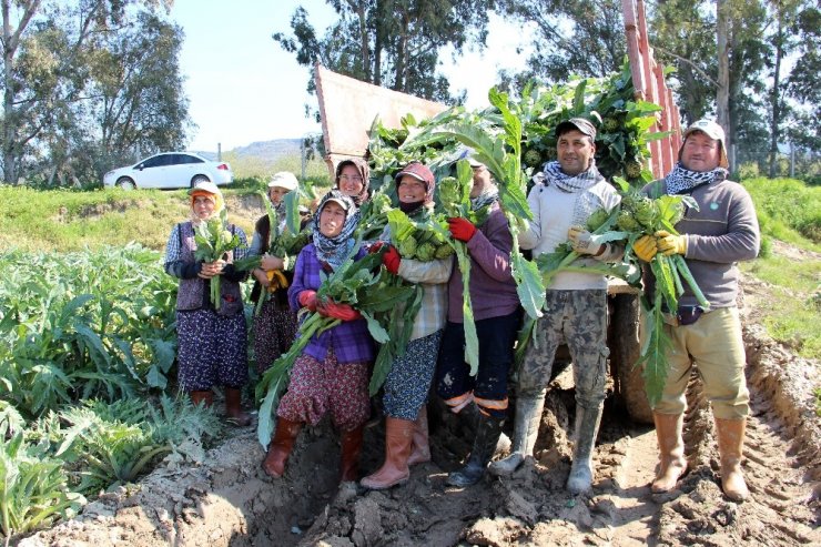 Korona virüse karşı enginar hasadı erken başladı