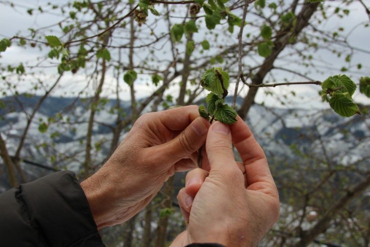 Fındıkta korkulan oldu