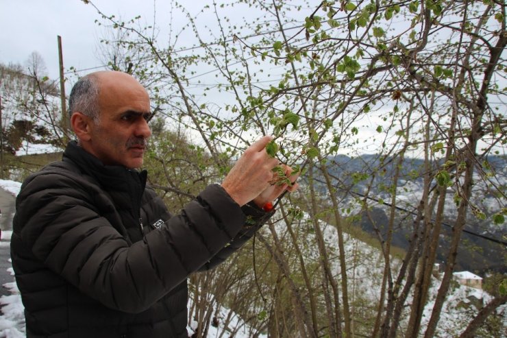 Fındıkta korkulan oldu