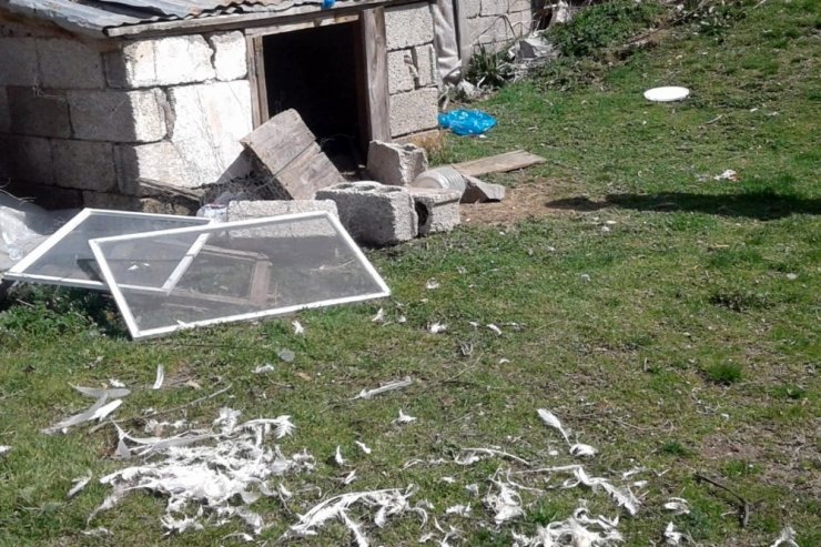 Gümüşhane’de ayılar bir gecede 25 tavuğu yedi