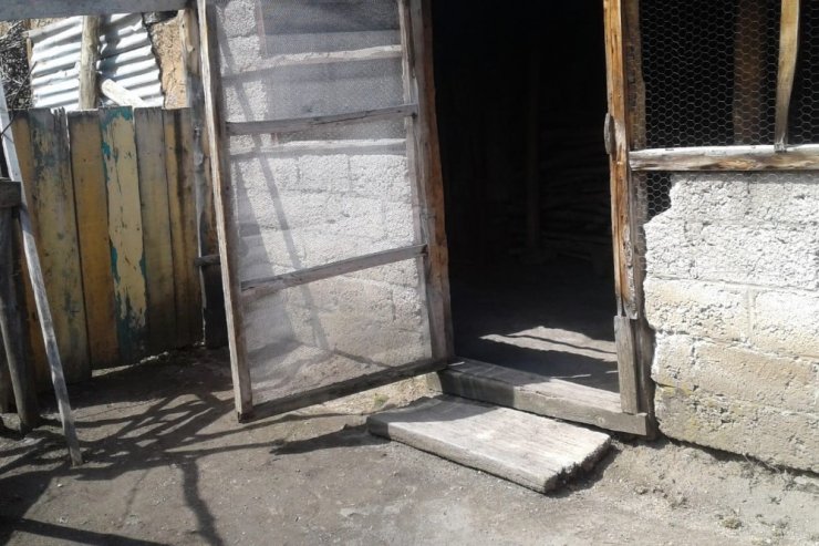 Gümüşhane’de ayılar bir gecede 25 tavuğu yedi