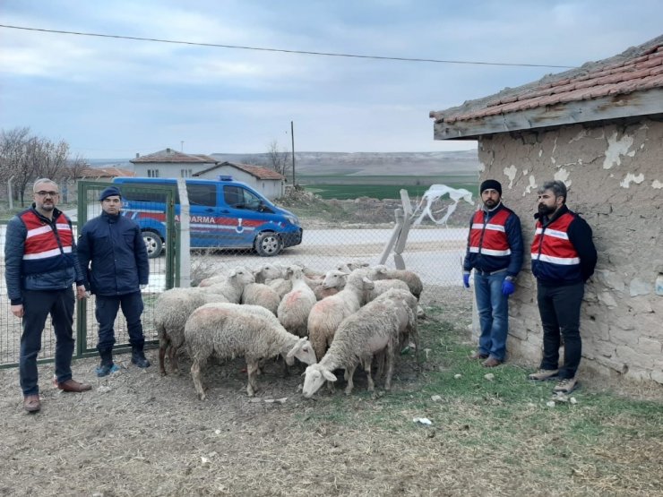 Jandarma çalınan küçükbaş hayvanları buldu sahiplerine teslim etti