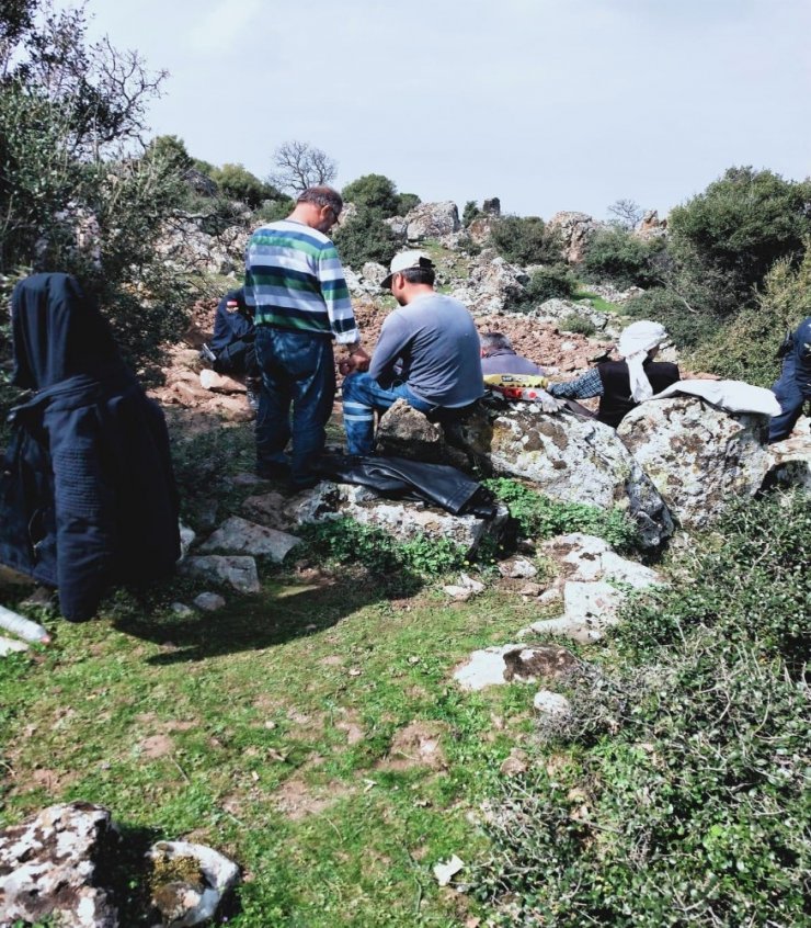 Koca ağacı söküp hazine arayan defineciler yakalandı