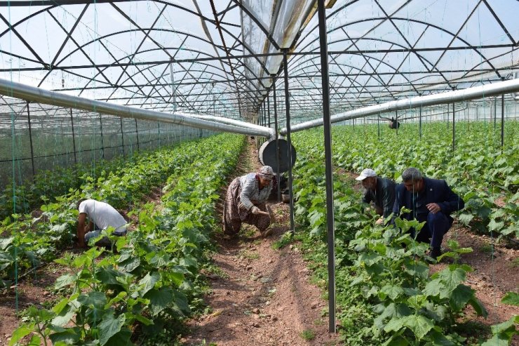 Herkes eve kapandı onların iş yükü arttı, bebekleriyle seralara taşındılar