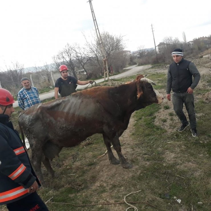 Bataklığa saplanan inek kurtarıldı