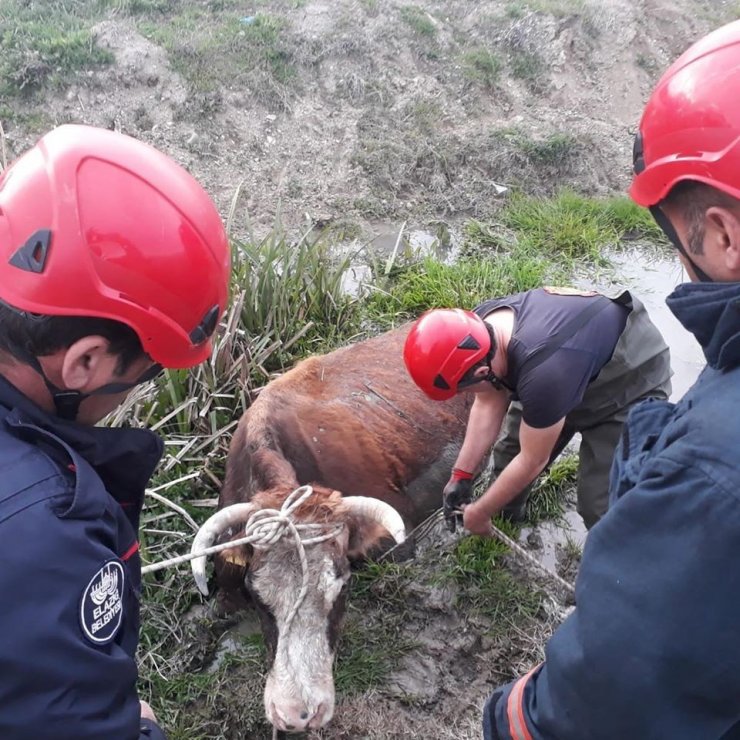 Bataklığa saplanan inek kurtarıldı