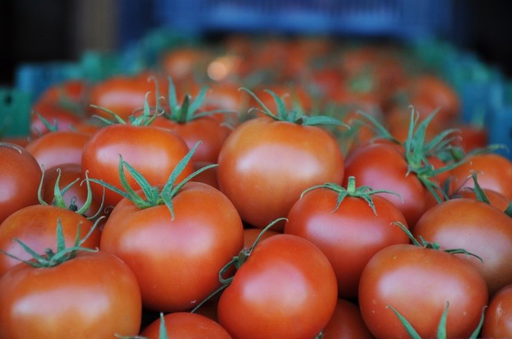 Korona virüs domatesin kilosunu 1 liraya düşürdü