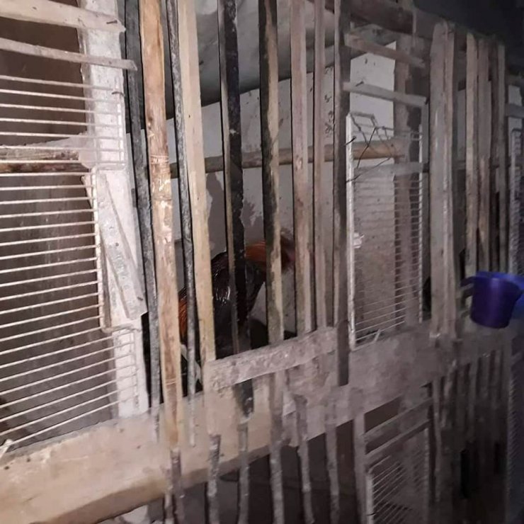 Horoz dövüştüren şahıslara suçüstü