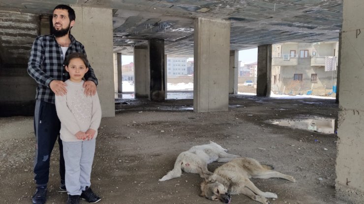 Hakkari'de inşaatta mahsur kalan 2 köpeği belediye ekipleri kurtardı