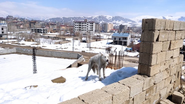 Hakkari'de inşaatta mahsur kalan 2 köpeği belediye ekipleri kurtardı