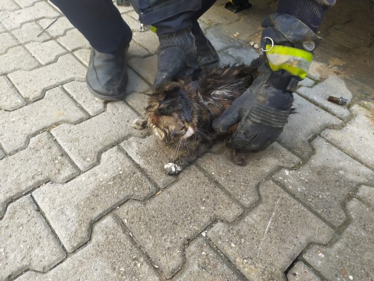 Karaman’da itfaiyeden kedi kurtarma operasyonu