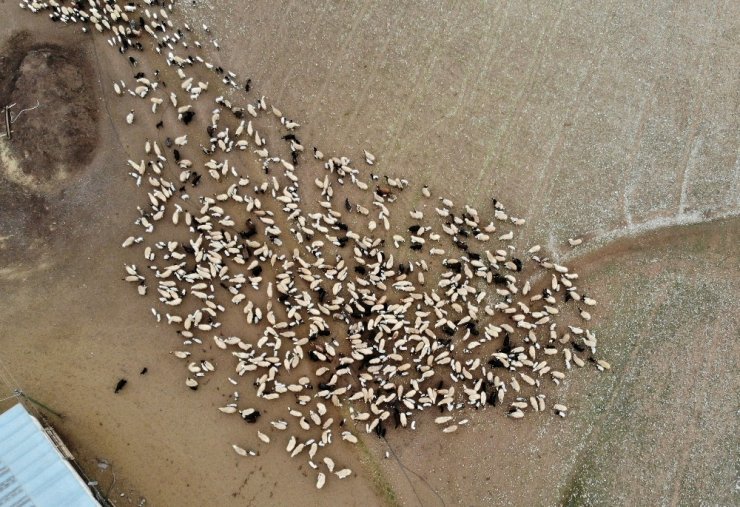 Tulum peyniri koronaya meydan okuyor