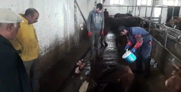 İneği hastalanan yaşlı adamın yardımına Vefa ekibi koştu