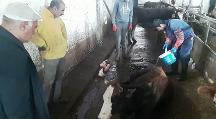 İneği hastalanan yaşlı adamın yardımına Vefa ekibi koştu