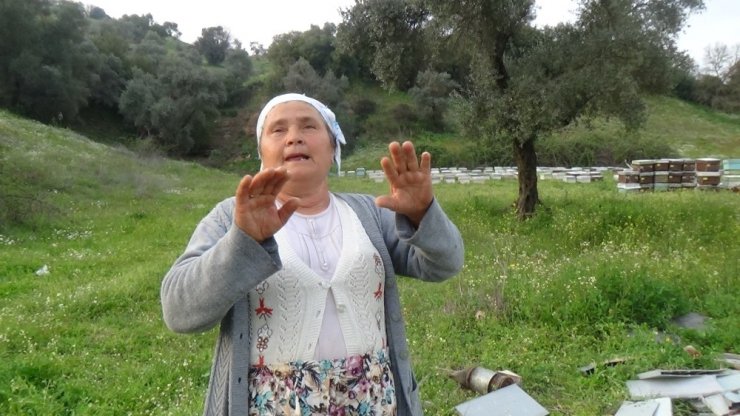 Arı ve balları ayılar değil hırsızlar yok etmiş