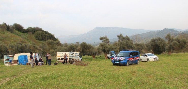 Arı ve balları ayılar değil hırsızlar yok etmiş