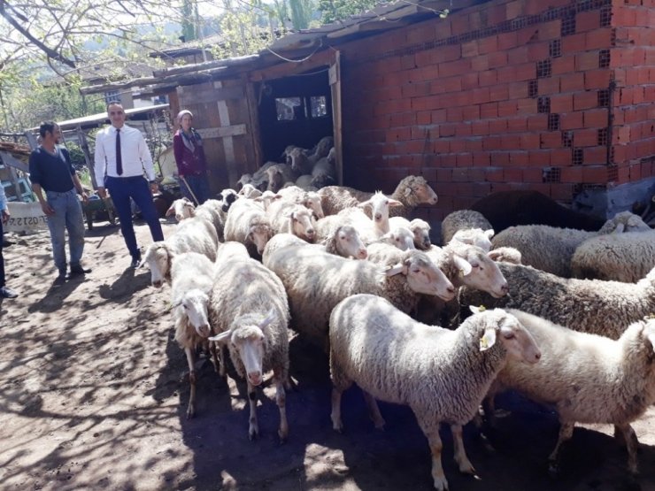 Simav’da 517 çiftçiye 895 bin TL küçükbaş hayvan desteklemesi