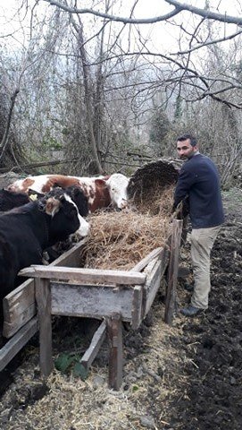 Cide’de ayı büyükbaş hayvanı telef etti